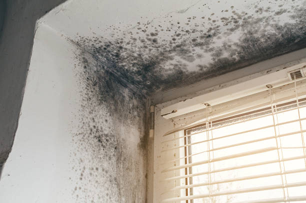 Affordable Basement Mold Removal solutions in Mount Rainier, MD