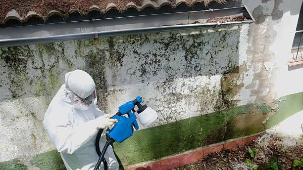 Top rated local Basement Mold Removal specialists in Mount Rainier, MD
